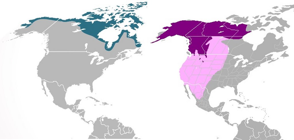 Zwei Landkarten von Nordamerika; auf der ersten sind der nördliche Rand von Alaska und Kanada sowie die Inseln im Nordpolarmeer blau markiert, auf der zweiten sind Alaska sowie Nordkanada violett eingefärbt