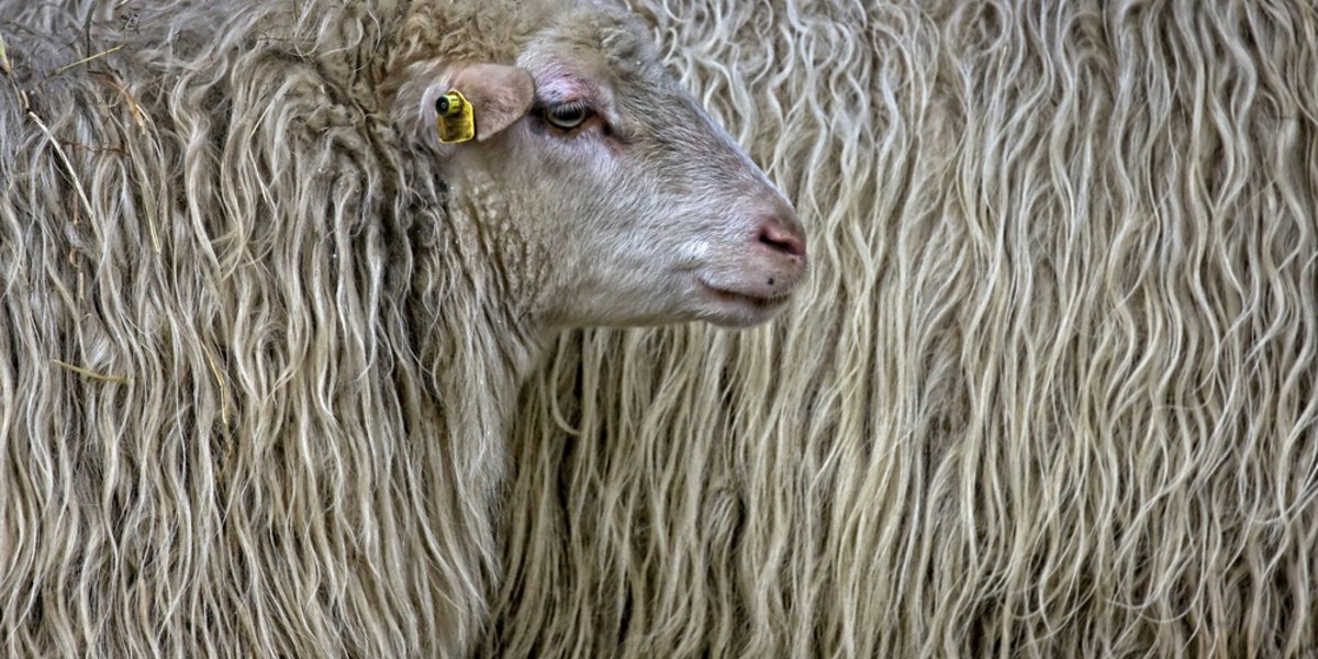 Schafe tragen ein Wollkleid mit hervorragenden isolierenden Eigenschaften