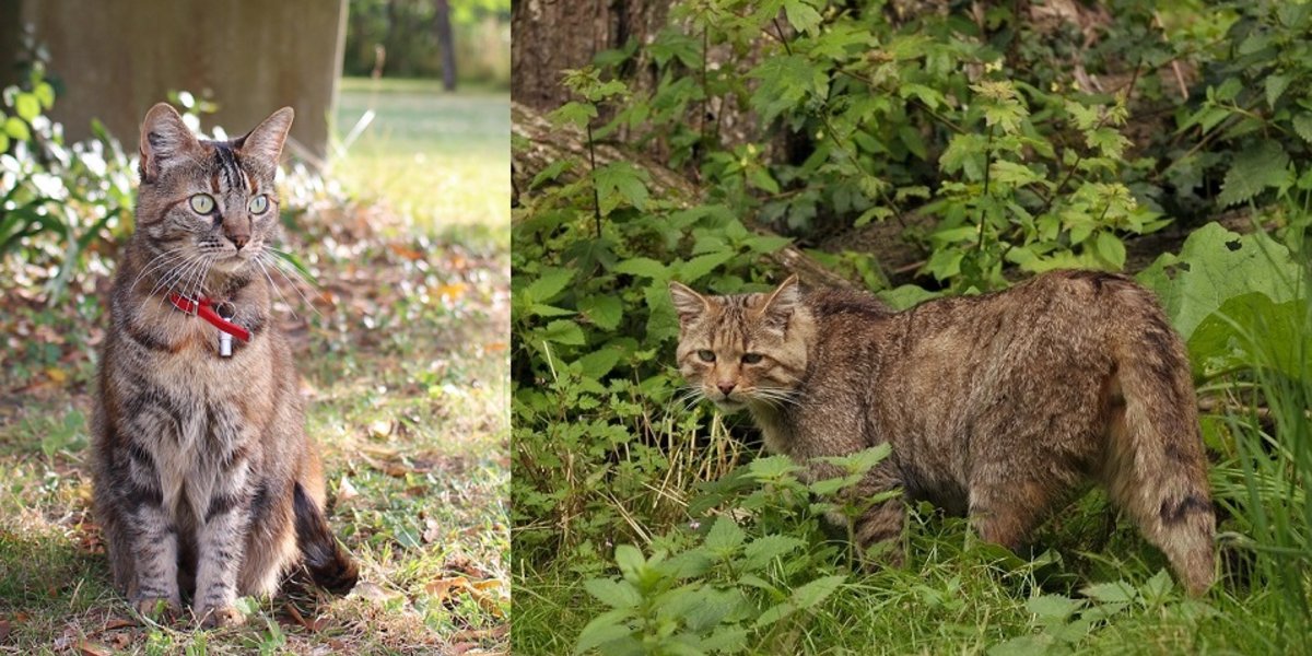 Comment reconnaître un chat sauvage d'un chat domestique