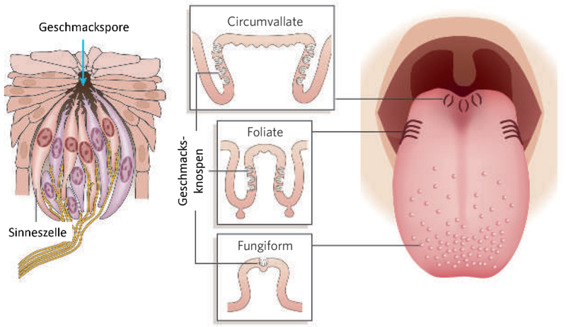Die drei verschiedenen Typen von Geschmacksknospen