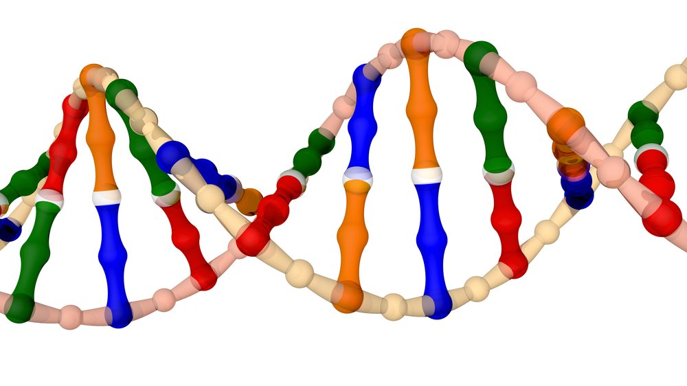 Die DNA-Doppelhelix – zwei ineinander gewundene Spiralen.