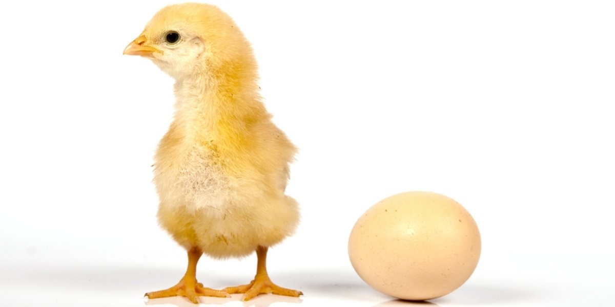 Was war zuerst, das Huhn oder das Ei?