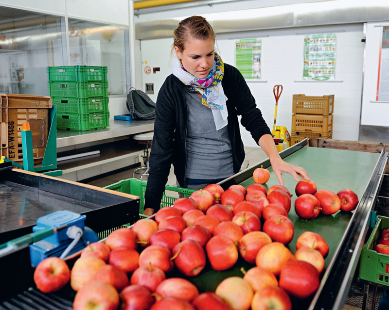 On évalue  la taille, la couleur, la forme, l’état de maturité et les composants des nouvelles pommes pendants les tests.