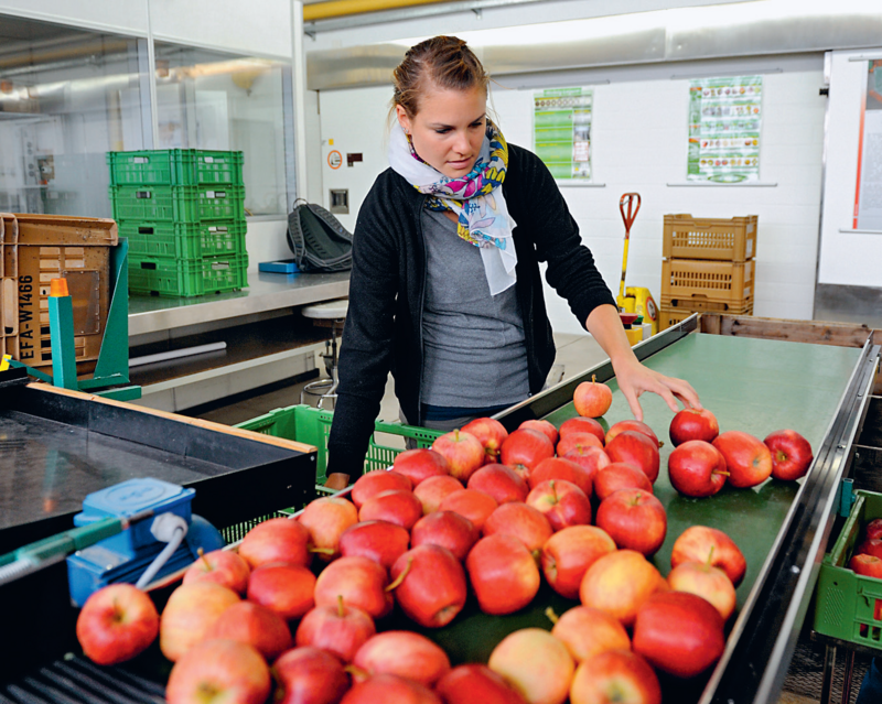 Äpfel einer neu gezüchteten Sorte im Test