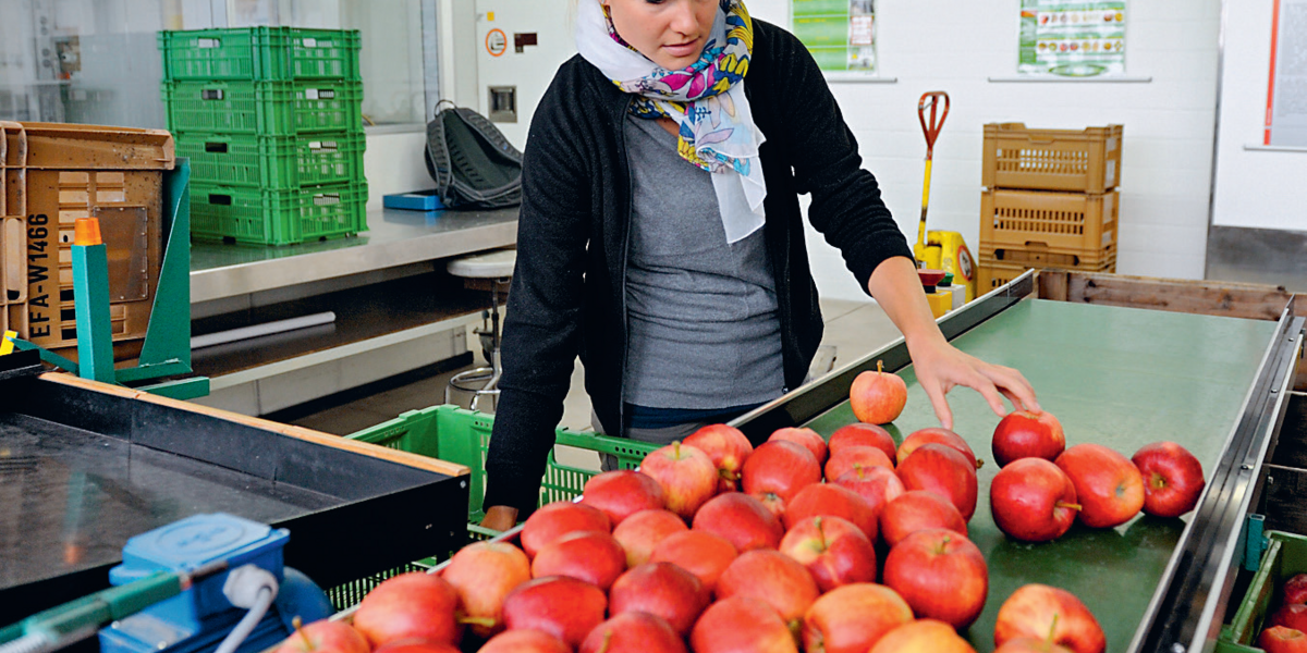 Une nouvelle variété de pomme doit répondre à de nombreux critères pour être retenue.