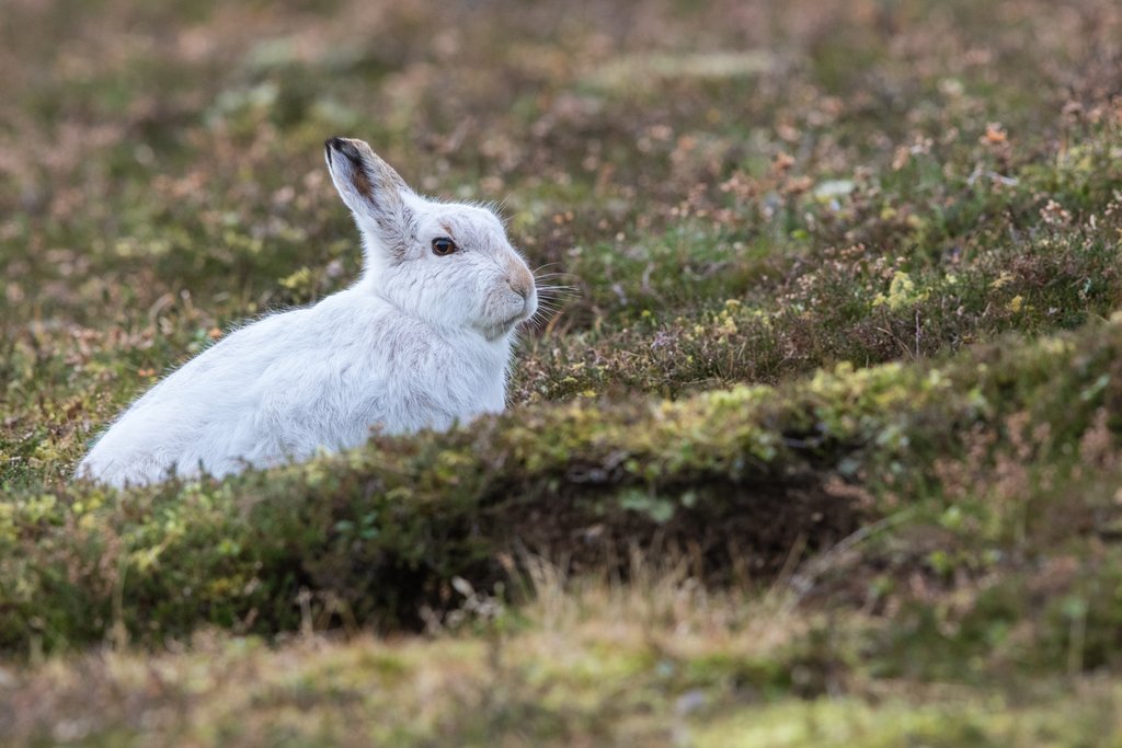 Schneehase im Frühling