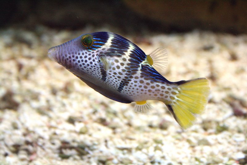 Spitzkopf-Kugelfisch Spitzkopf-Kugelfisch