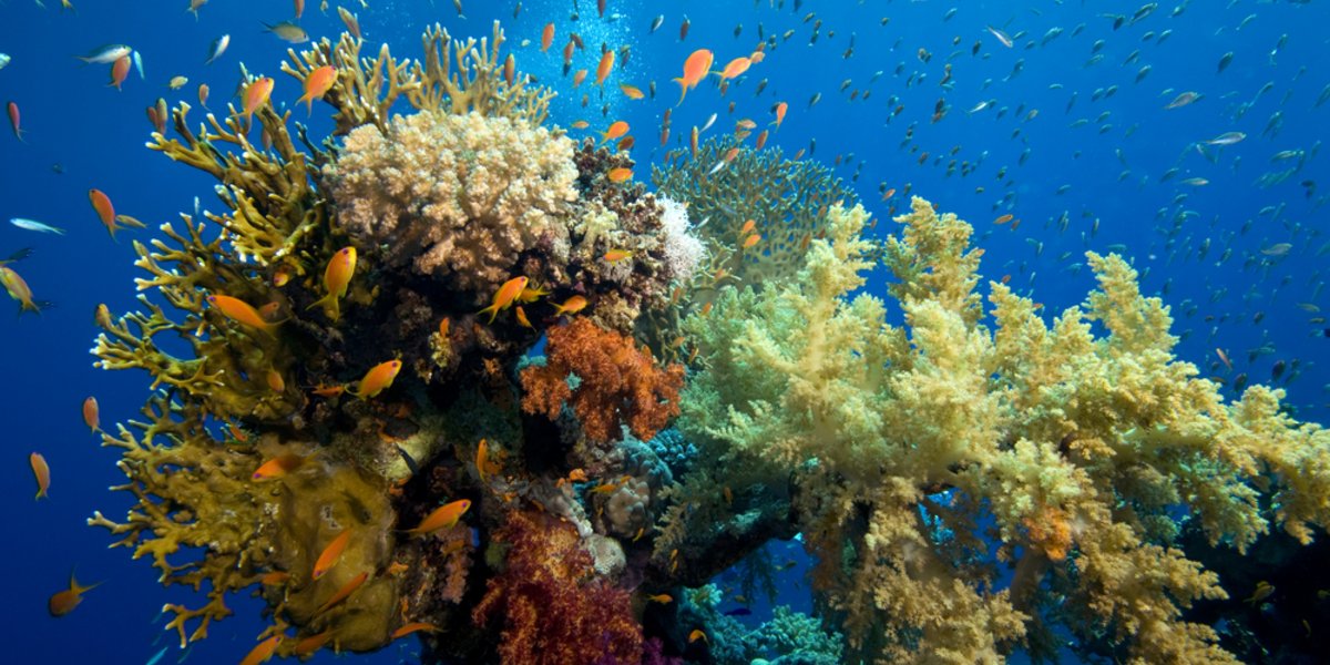 Das Great Barrier Reef ist ein „Biodiversitäts-Hotspot“: Eine grosse Zahl bedrohter Tier- und Pflanzenarten lebt hier