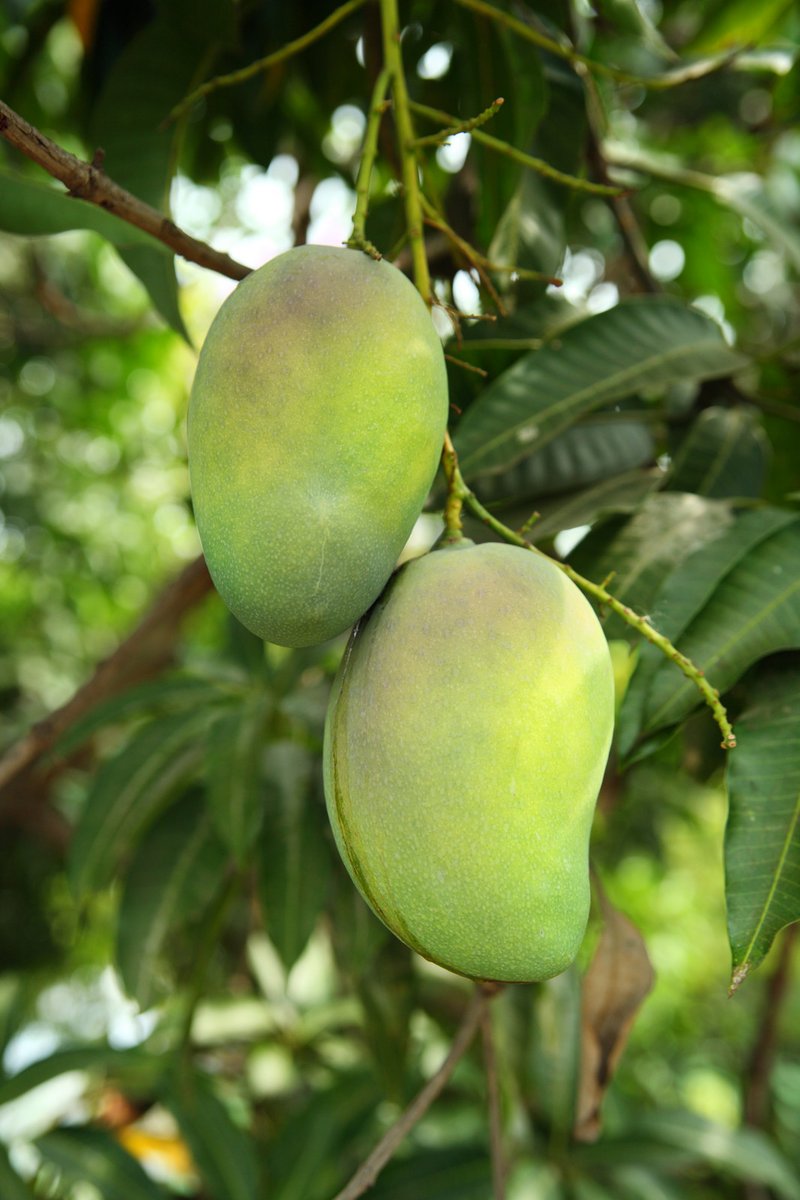 Le manguier produit des mangues
