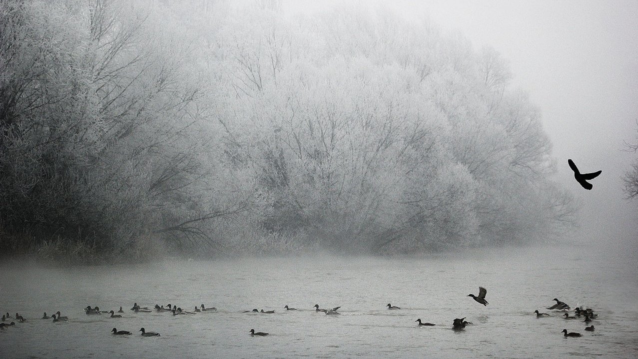 Landschaft mit bereiften Bäumen und Fluss mit Enten im dichten Nebel