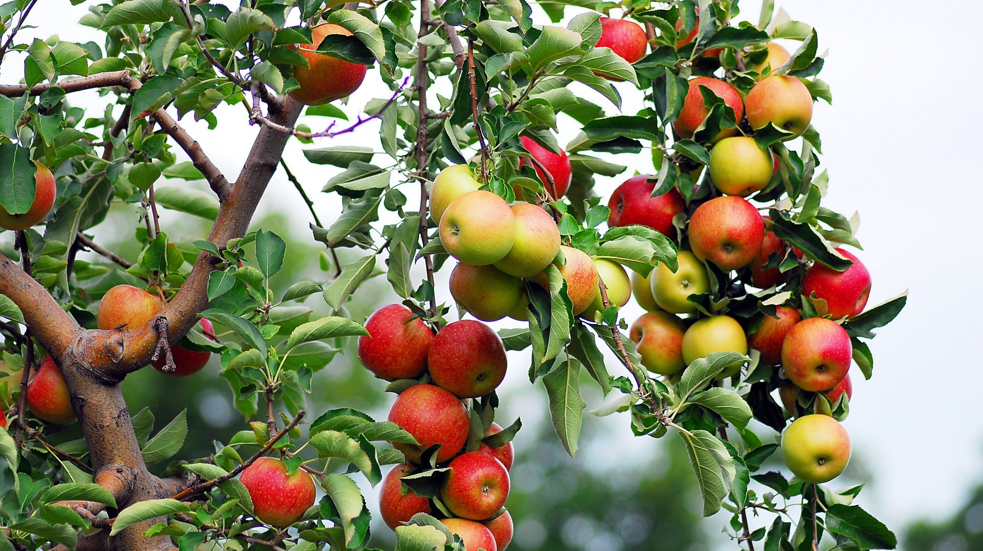SimplyScience: Wieso gibt es rote, grüne und gelbe Äpfel?
