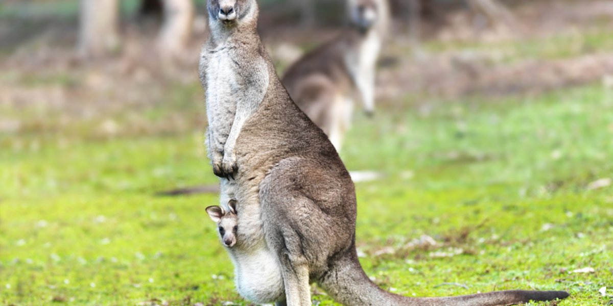 Kängurus gibt es in Australien überall
