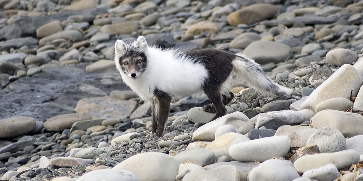 Polarfuchs im Übergangsfell, teils braun, teils weiss