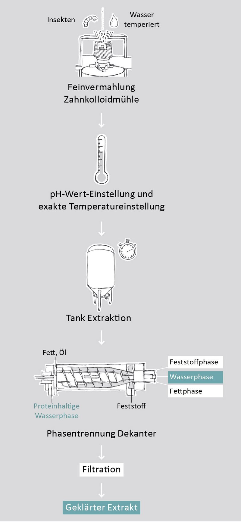 Proteinextration aus Mehlwürmern