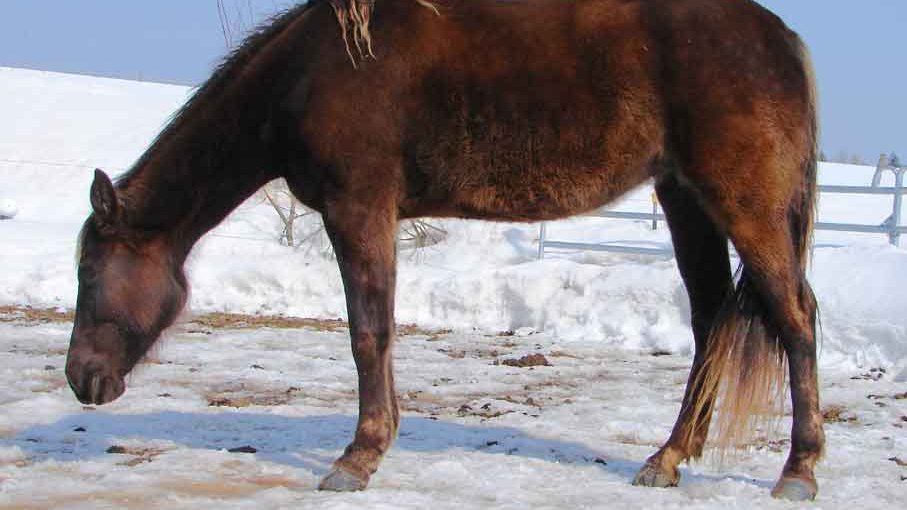 Rocky Mountain Horse