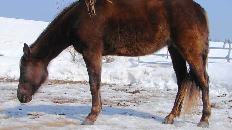 Rocky Mountain Horse