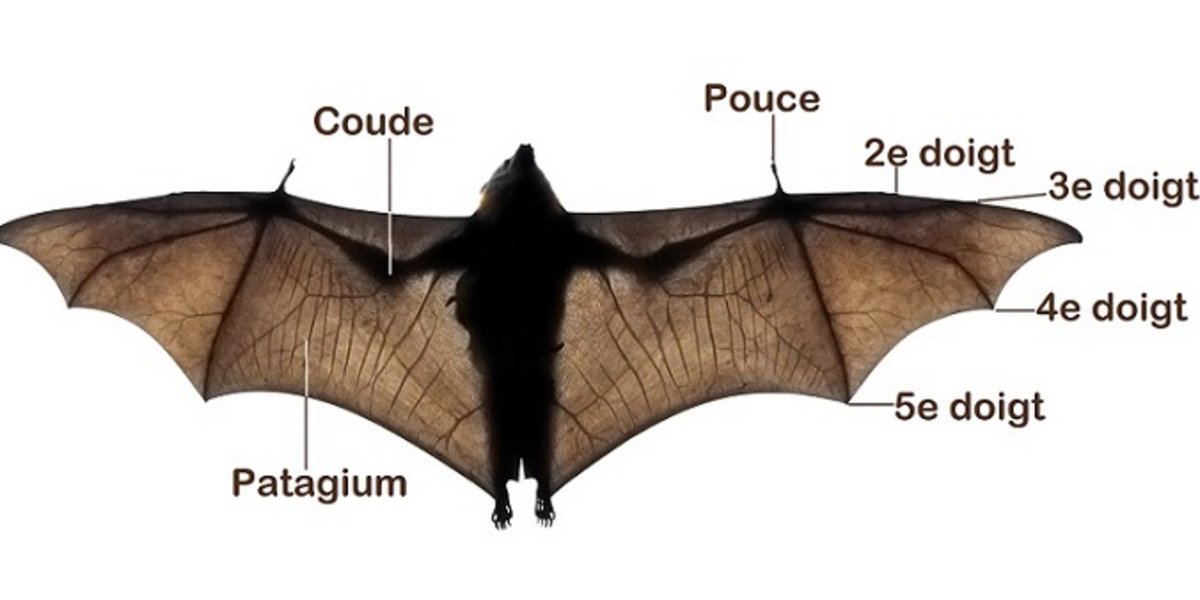 Anatomie de l'aile d'une chauve-souris.