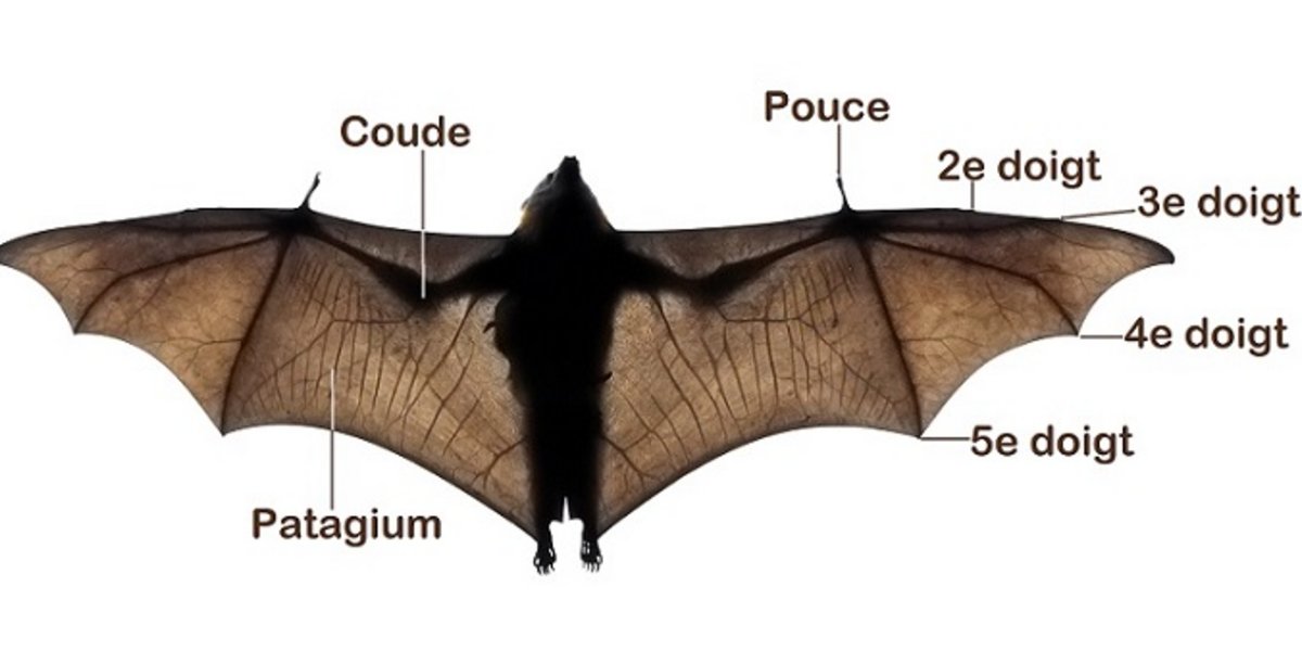 Anatomie De L aile De Chauve Souris