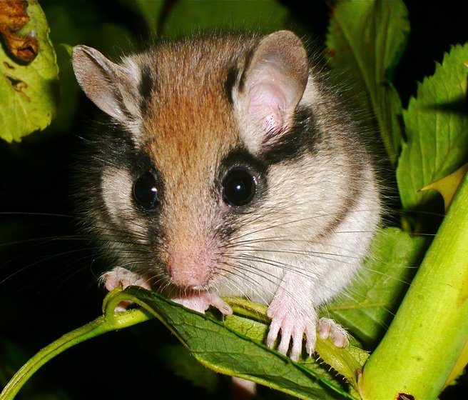 Un lérot vu de face, reconnaissable à son masque noir sur les yeux et sous de grandes oreilles