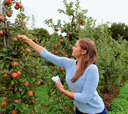 Probenahme in der Obstplantage