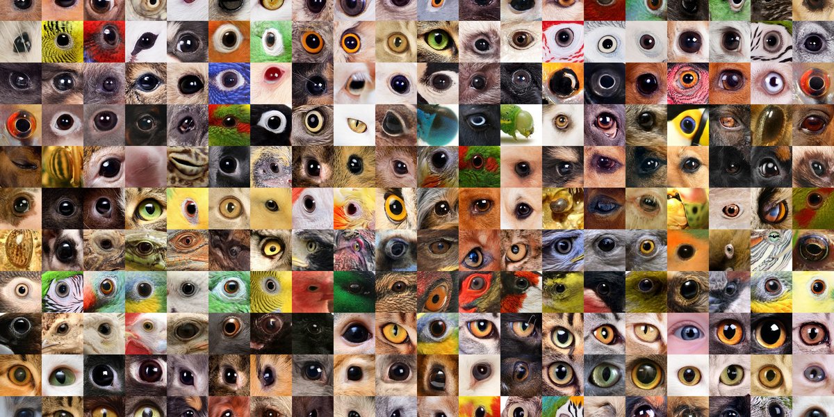 Augen verschiedener Tiere