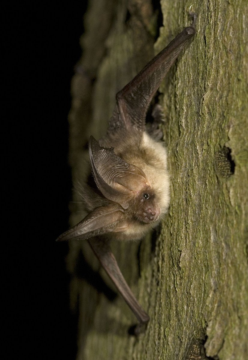 L'oreillard gris est une chauve-souris avec de grandes oreilles