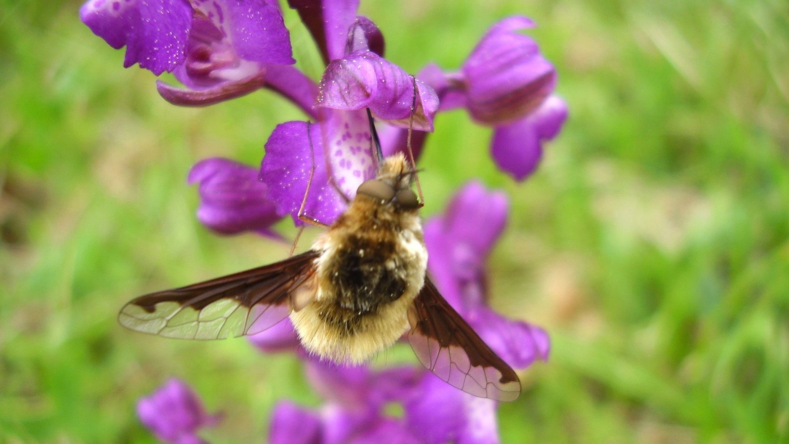 Orchidee mit Grossem Wollschweber