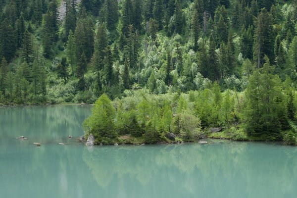 Schattiger Waldsee mit milchig grün-blauer Farbe