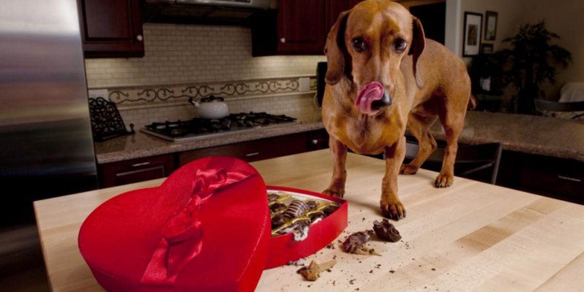 Wenn dein Hund sich über die Pralinenschachtel hermacht, ist das nicht nur ärgerlich für dich, sondern auch sehr ungesund für den Hund