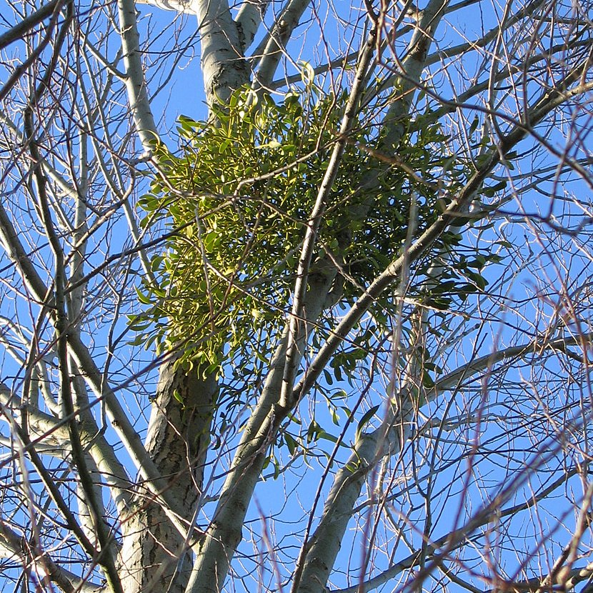 Das kugelförmige "Nest" einer Mistel mit grünen Blättern in der laublosen Krone einer Silberpappel im Winter