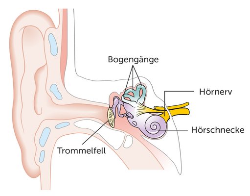 Innenohr mit Gleichgewichtsorgan Illustration der Teile des Innenohrs