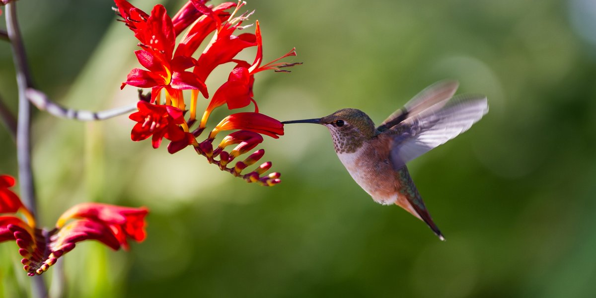 Kolibri an einer roten Blüte