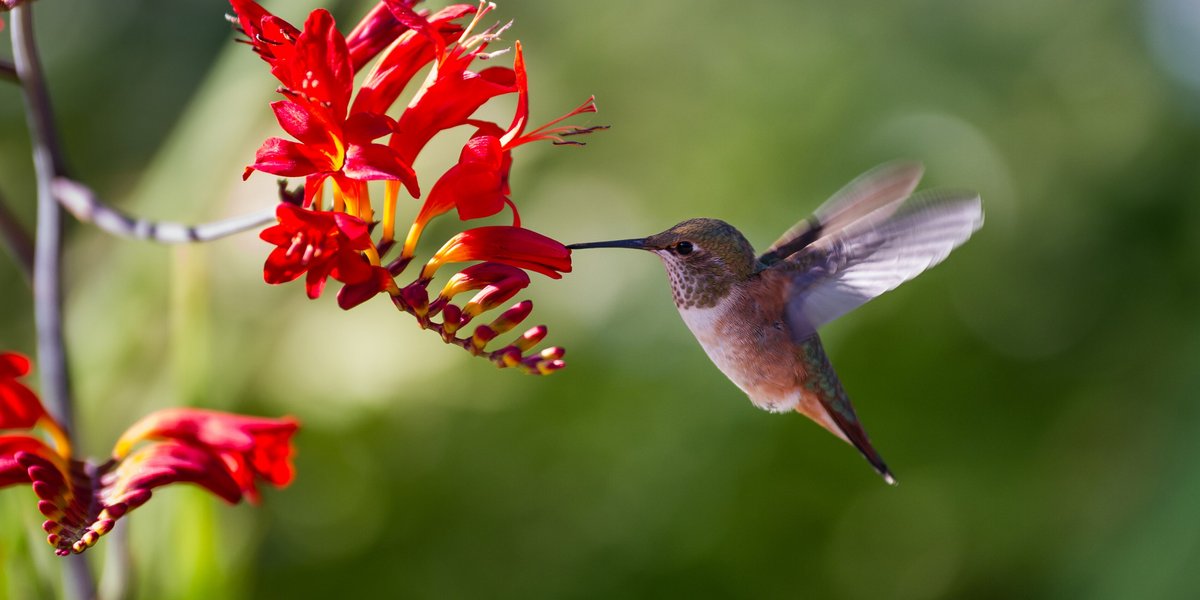 Colibri sur une fleur rouge