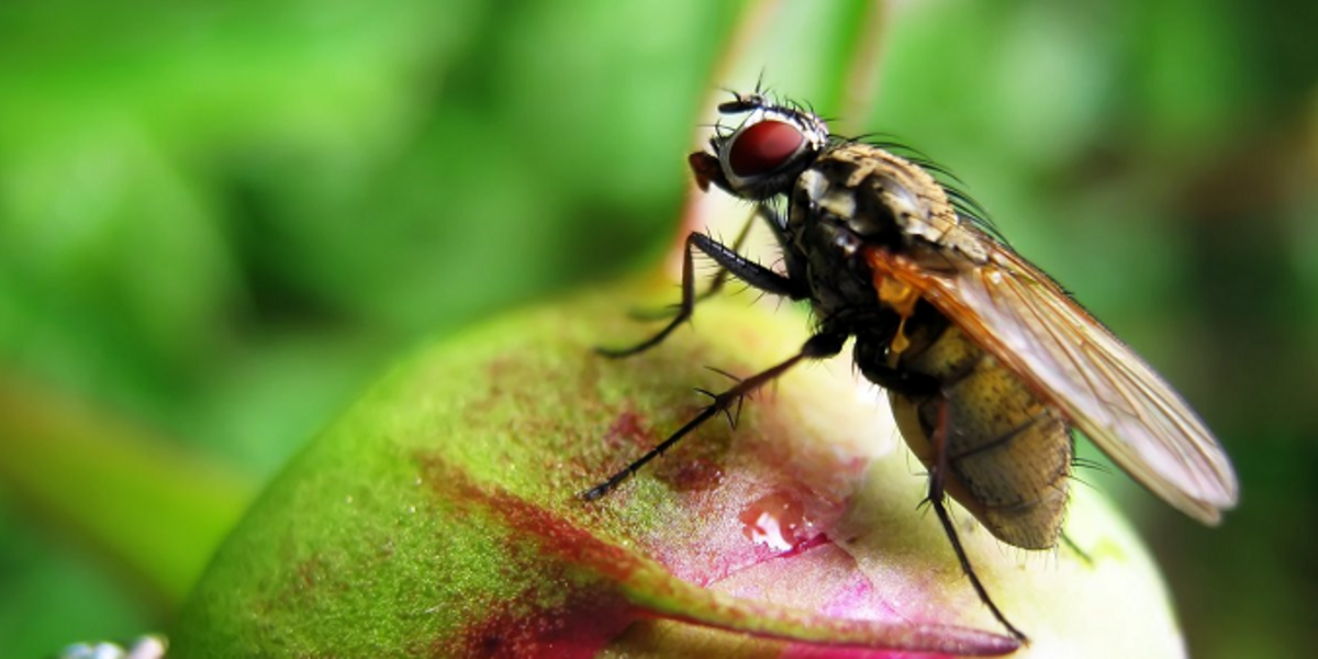 Une mouche