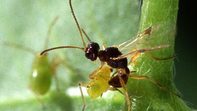 Eine parasitoide Wespe macht sich daran, ihre Eier in eine Blattlaus zu legen