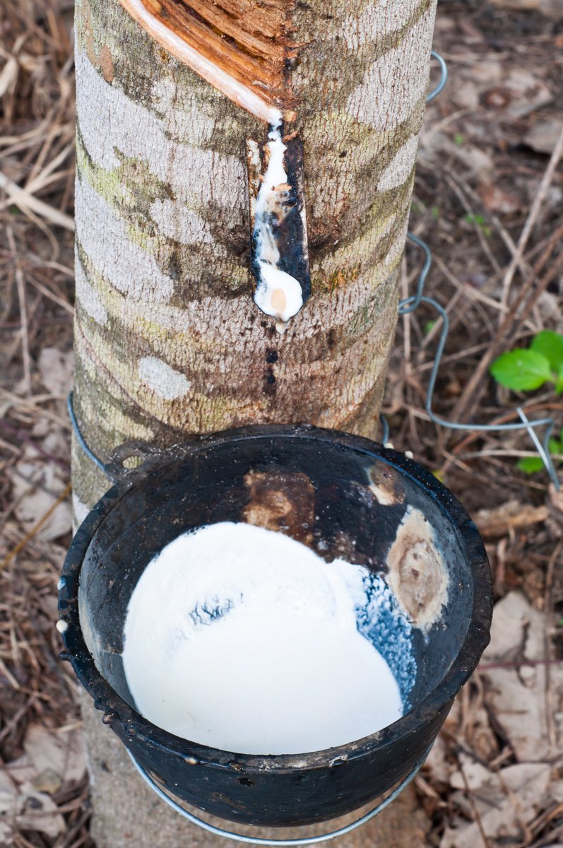 Récolte de latex sur une écorce d'arbre