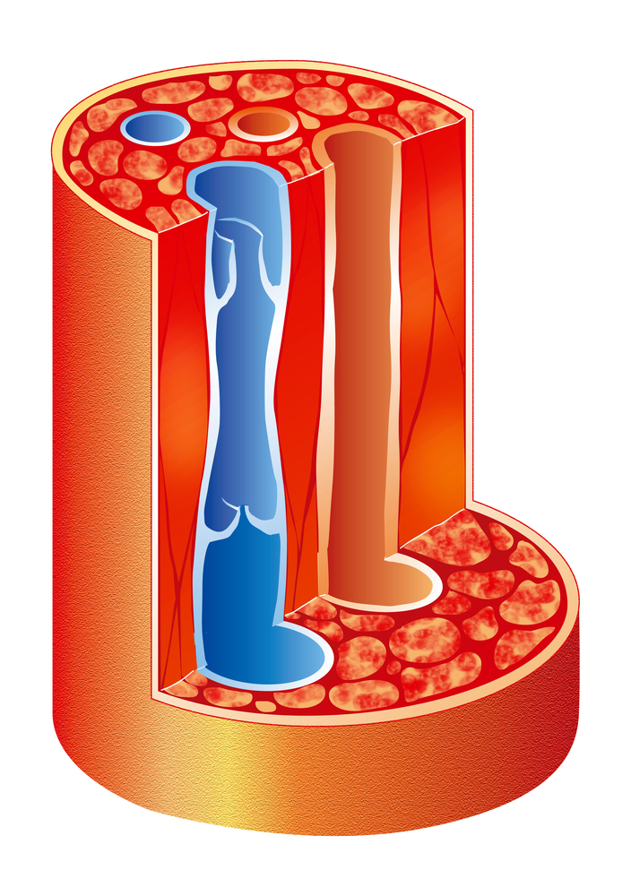 Zwischen dem arteriellen und dem venösen Blut findet ein Wärmeaustausch statt.