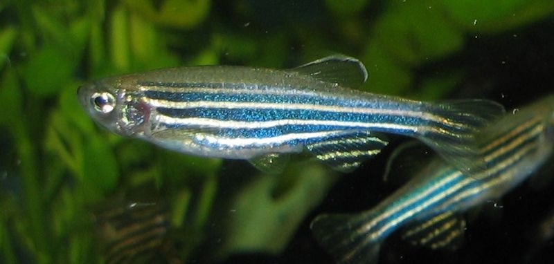 Der Zebrafisch oder Zebrabärbling