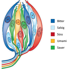 Verschiedene Geschmacksstoffe aktivieren jeweils nur einen bestimmten Typ von Geschmackssinneszellen in einer Geschmacksknospe