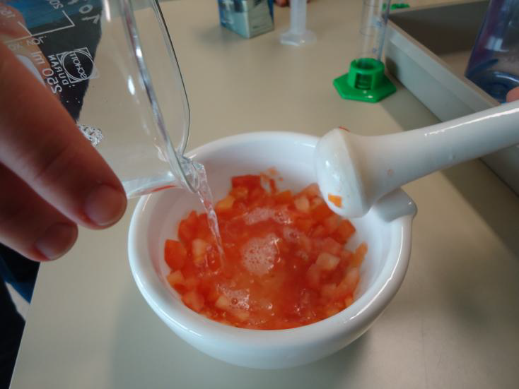 La soluzione di estrazione con i pezzi di pomodoro viene messa nel mortaio per estrarre il DNA.