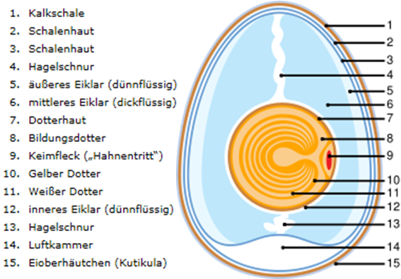 Aufbau eines Eies