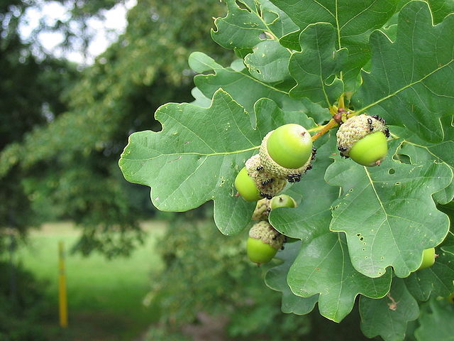 Feuille de chêne