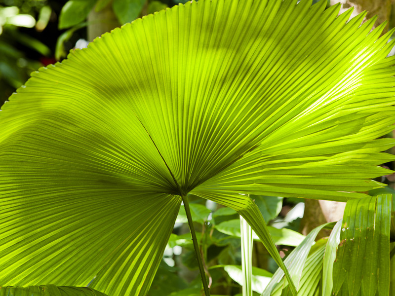 Feuille de palmier