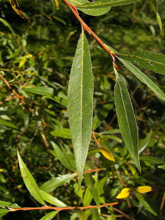 Feuille de saule