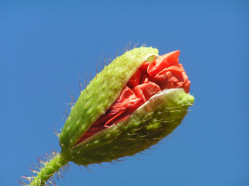 Bourgeon de coquelicot