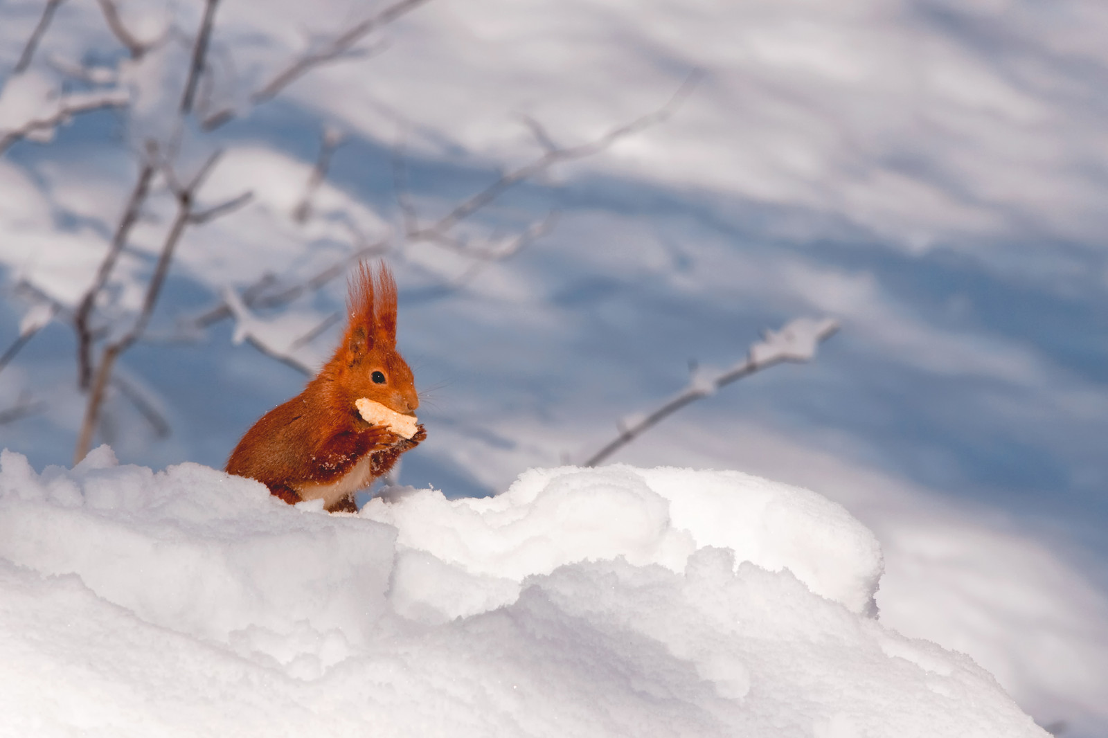 SimplyScience: Der Wintervorrat - überlebenswichtig für viele Tiere