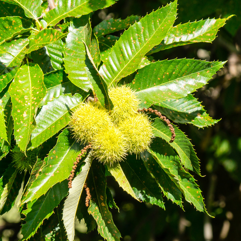 Blatt der Esskastanie