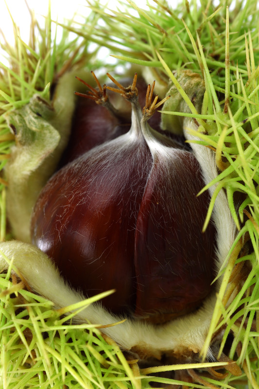 Esskastanien mit behaarter Spitze