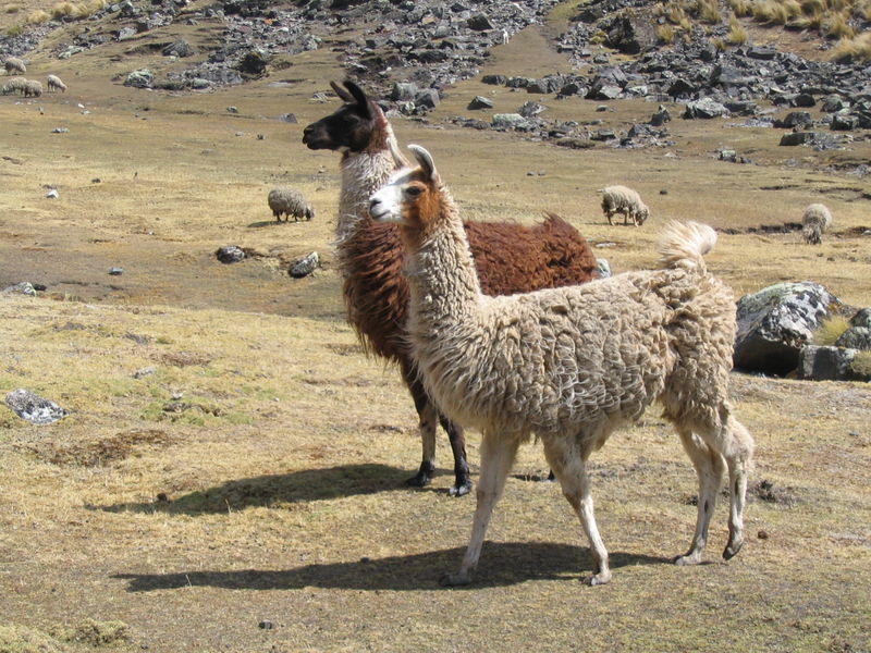 Lamas