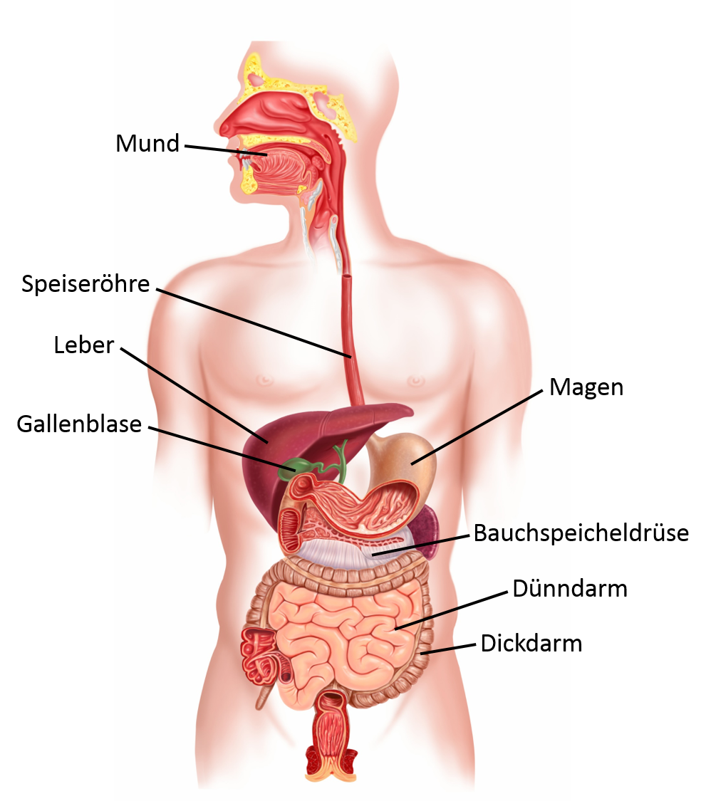 Der Verdauungstrakt des Menschen